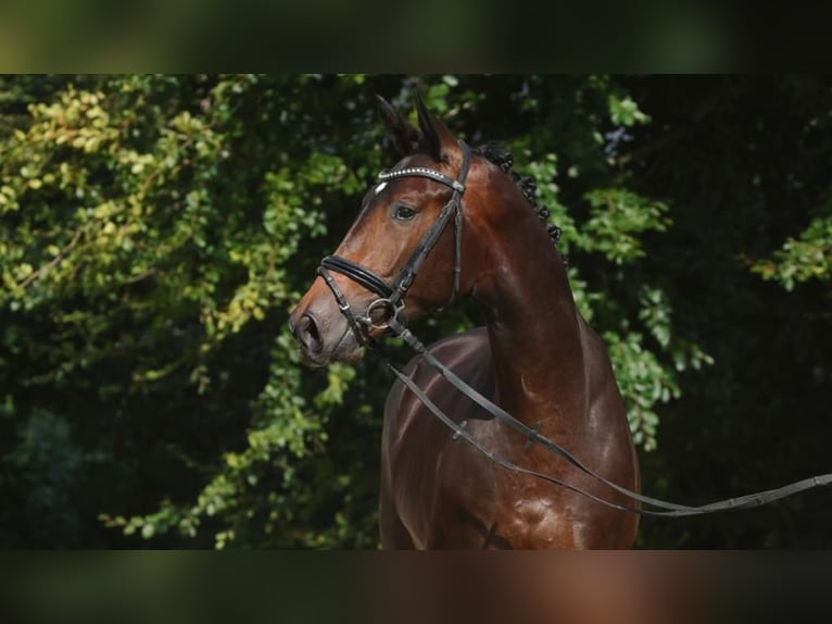 Trakehner Ruin 5 Jaar 168 cm Donkerbruin in Ahrensbök