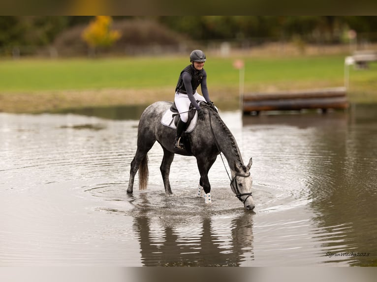 Trakehner Ruin 5 Jaar 168 cm Schimmel in Heidekrug