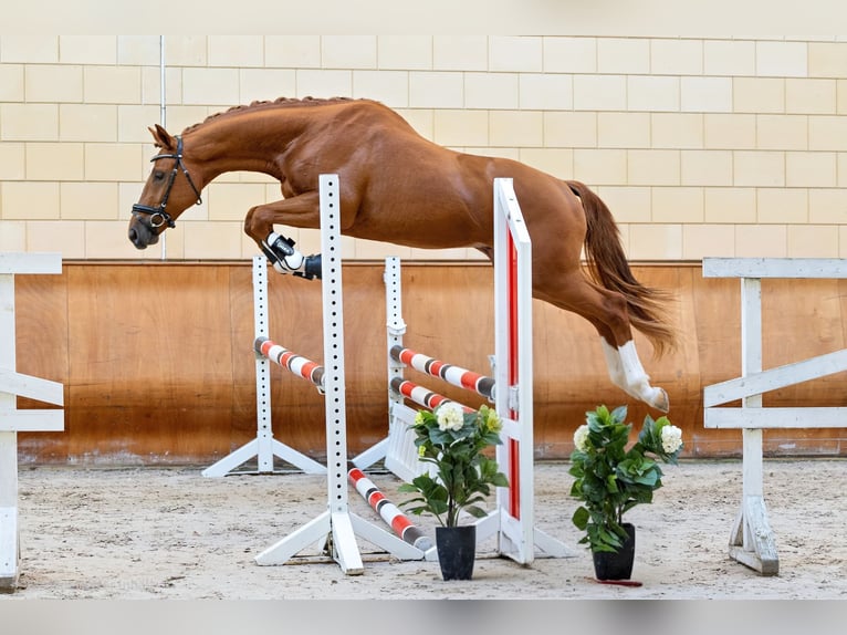 Trakehner Ruin 5 Jaar 168 cm Vos in Langenenslingen