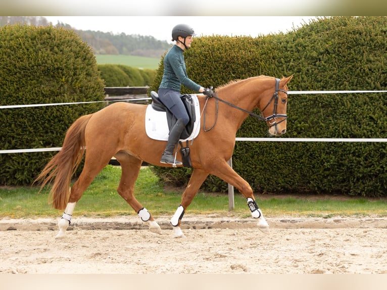 Trakehner Ruin 5 Jaar 168 cm Vos in Heidekrug