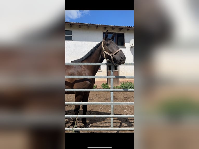 Trakehner Ruin 5 Jaar 168 cm Zwart in Weimar