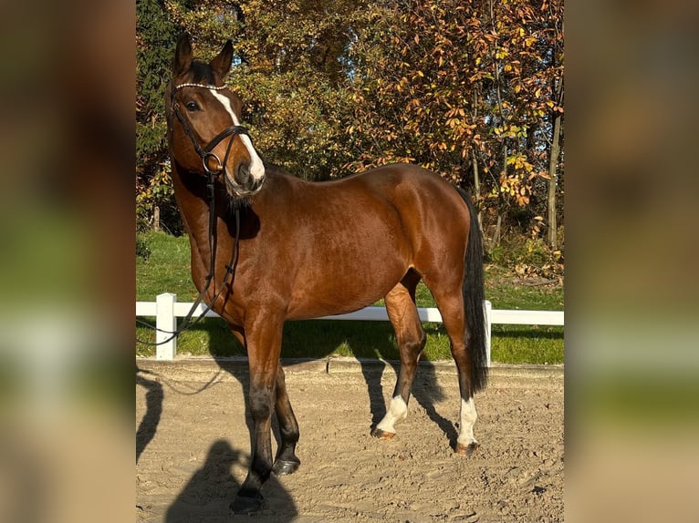Trakehner Ruin 5 Jaar 169 cm Bruin in Reken