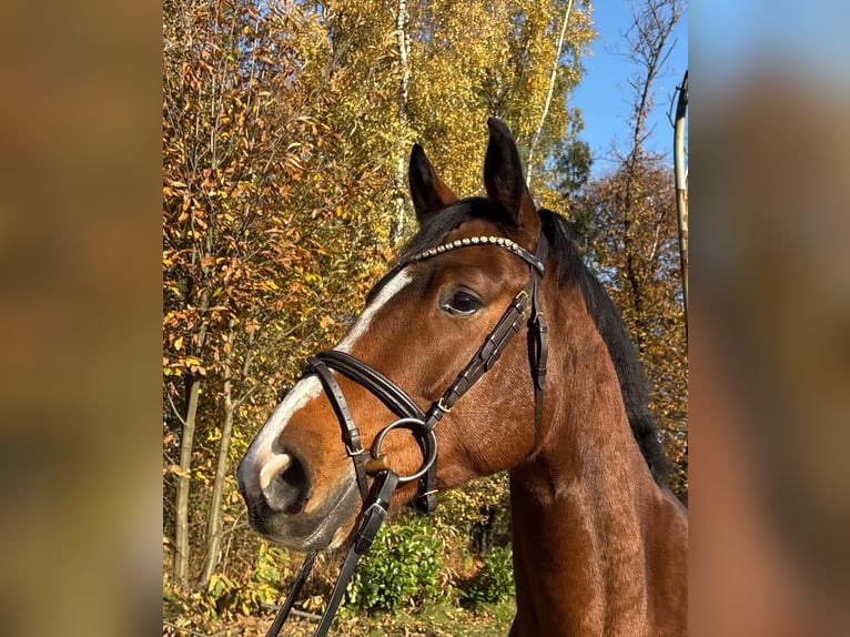 Trakehner Ruin 5 Jaar 169 cm Bruin in Reken