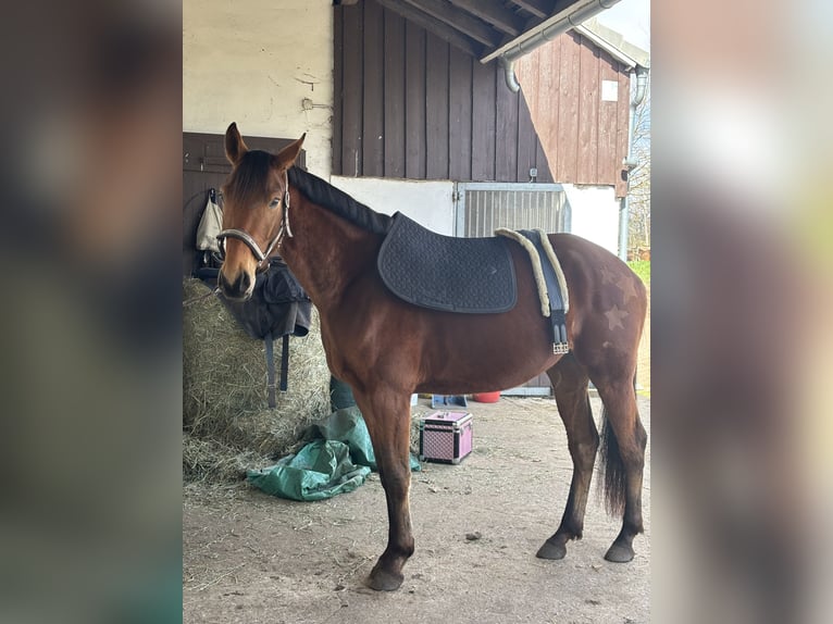 Trakehner Ruin 5 Jaar 170 cm Bruin in Hankensbüttel
