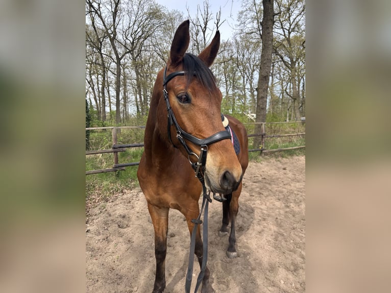 Trakehner Ruin 5 Jaar 170 cm Bruin in Hankensbüttel