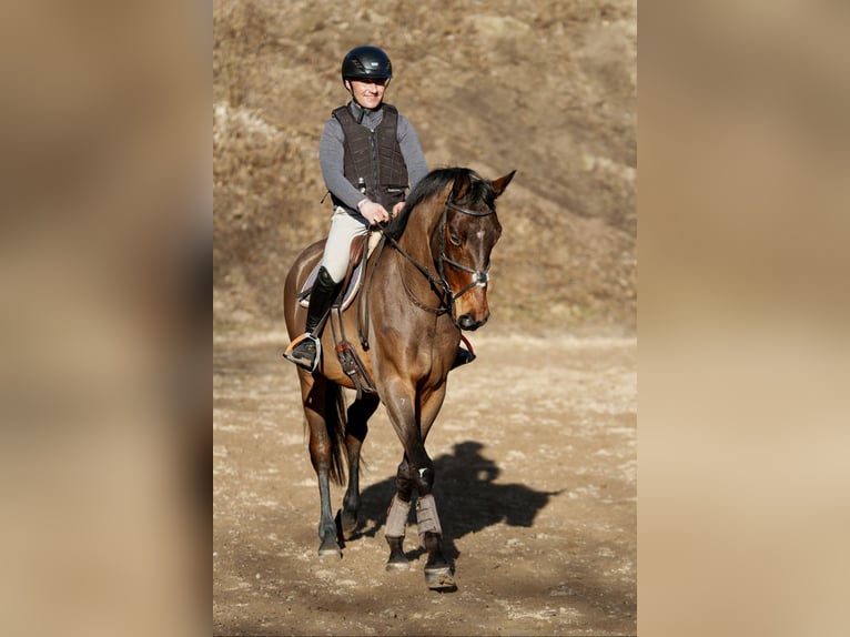 Trakehner Ruin 5 Jaar 170 cm Bruin in Lübeck