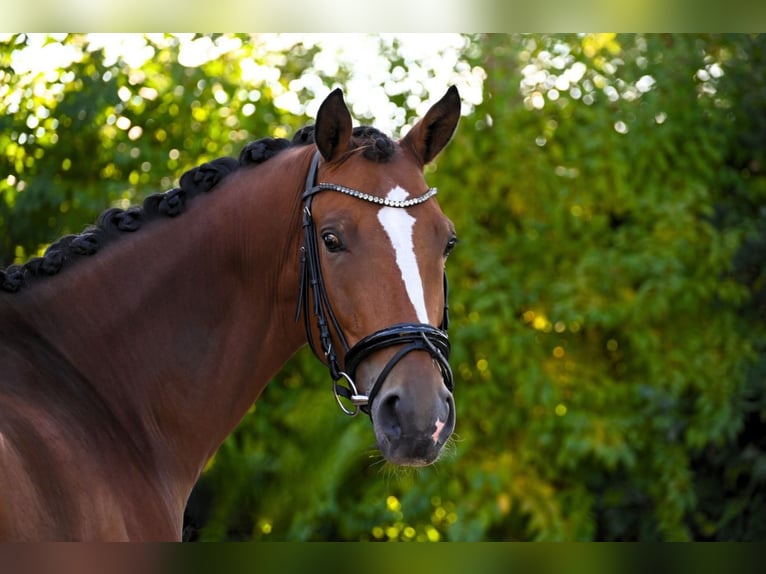 Trakehner Ruin 5 Jaar 170 cm Lichtbruin in Hofkirchen an der Trattnach