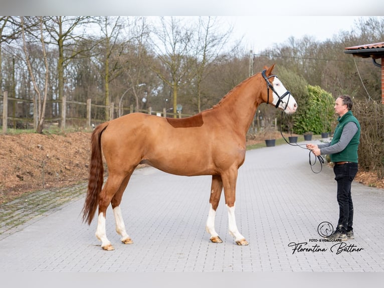 Trakehner Ruin 5 Jaar 170 cm Vos in Dorsten