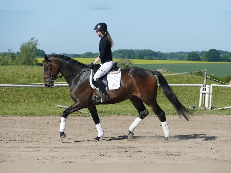Trakehner Ruin 5 Jaar 171 cm Donkerbruin in Ganschow