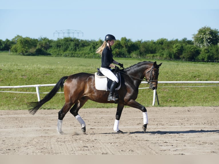 Trakehner Ruin 5 Jaar 171 cm Donkerbruin in Ganschow