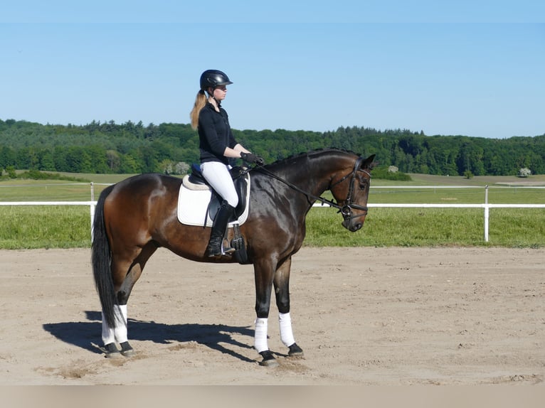 Trakehner Ruin 5 Jaar 171 cm Donkerbruin in Ganschow