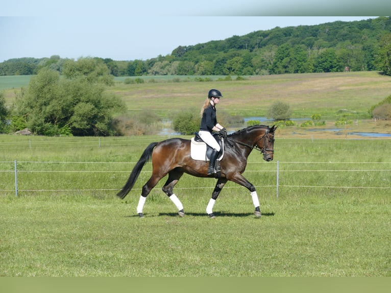 Trakehner Ruin 5 Jaar 171 cm Donkerbruin in Ganschow