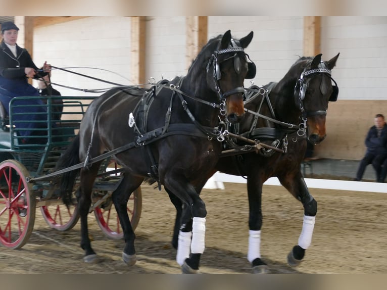 Trakehner Ruin 5 Jaar 171 cm Donkerbruin in Ganschow