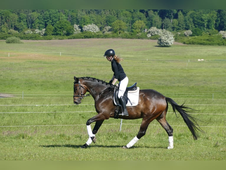Trakehner Ruin 5 Jaar 171 cm Donkerbruin in Ganschow