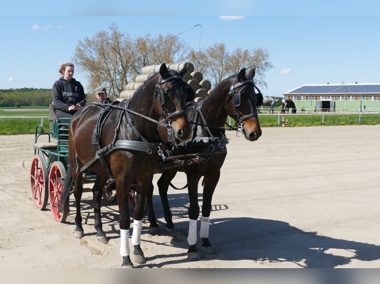 Trakehner Ruin 5 Jaar 171 cm Donkerbruin in Ganschow
