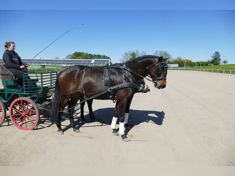 Trakehner Ruin 5 Jaar 171 cm Donkerbruin in Ganschow