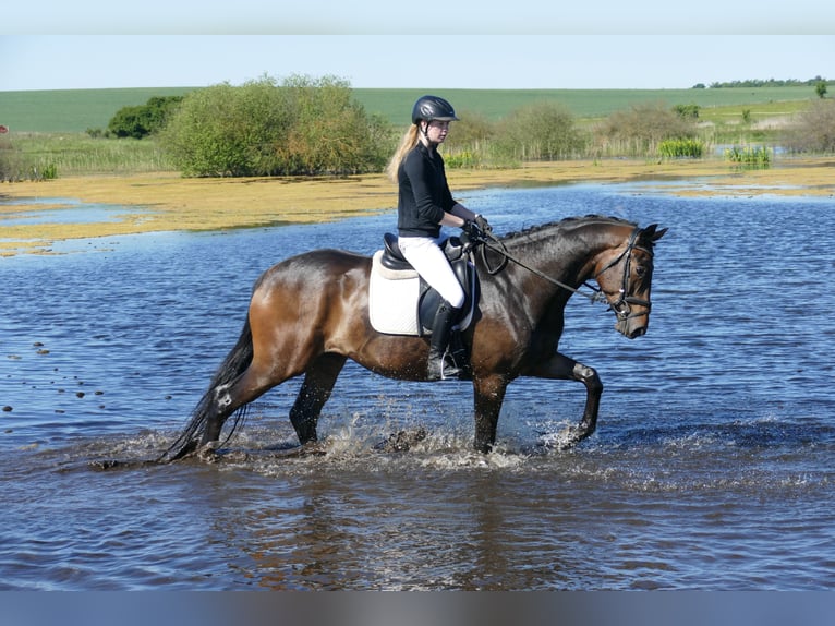 Trakehner Ruin 5 Jaar 171 cm Donkerbruin in Ganschow