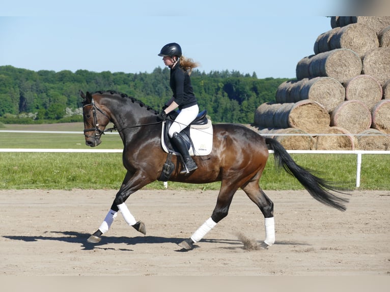Trakehner Ruin 5 Jaar 171 cm Donkerbruin in Ganschow