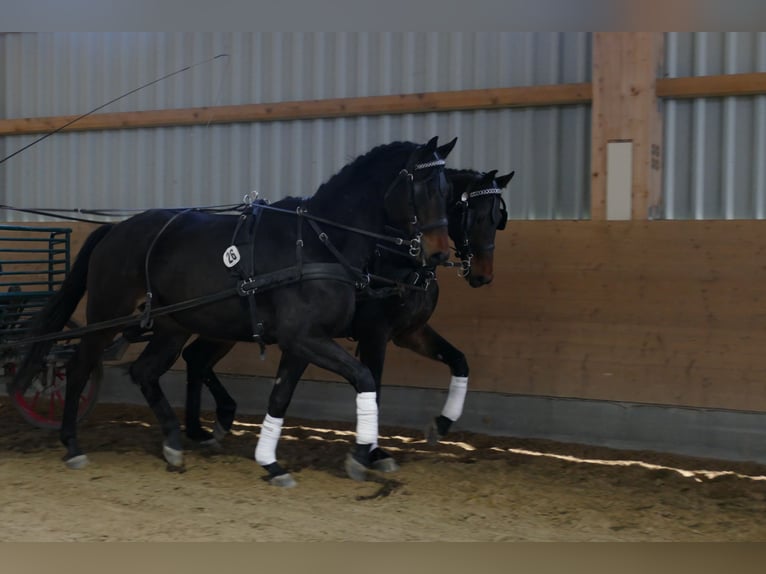 Trakehner Ruin 5 Jaar 171 cm Donkerbruin in Ganschow