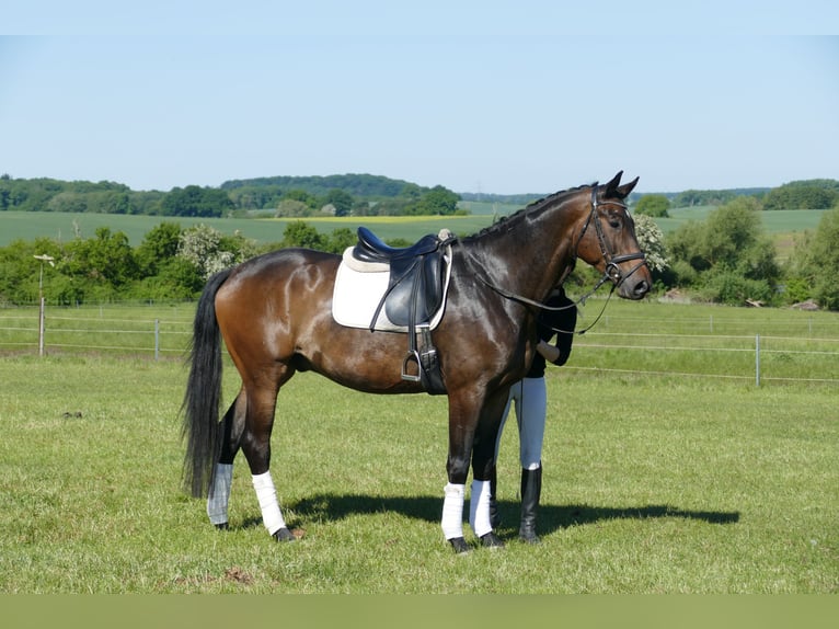 Trakehner Ruin 5 Jaar 171 cm Donkerbruin in Ganschow