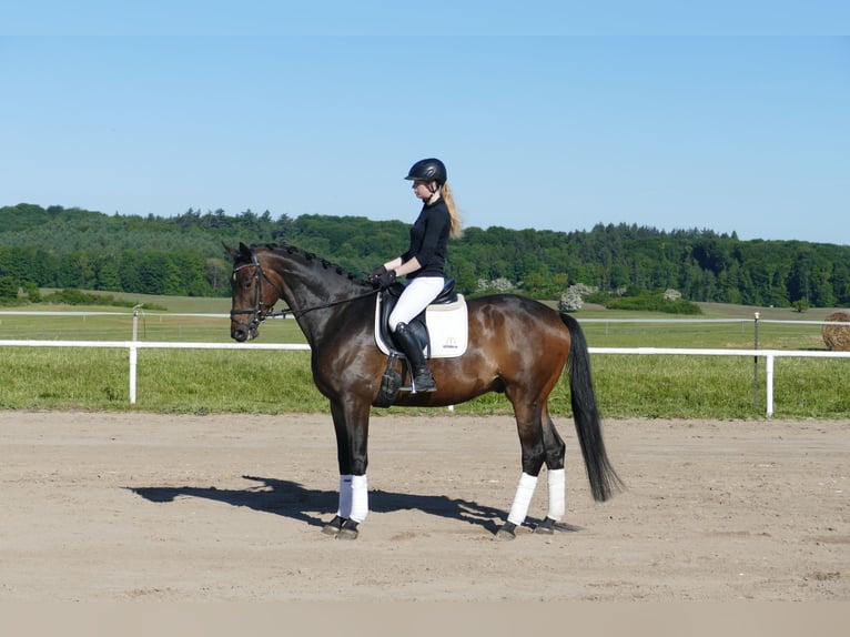 Trakehner Ruin 5 Jaar 171 cm Donkerbruin in Ganschow