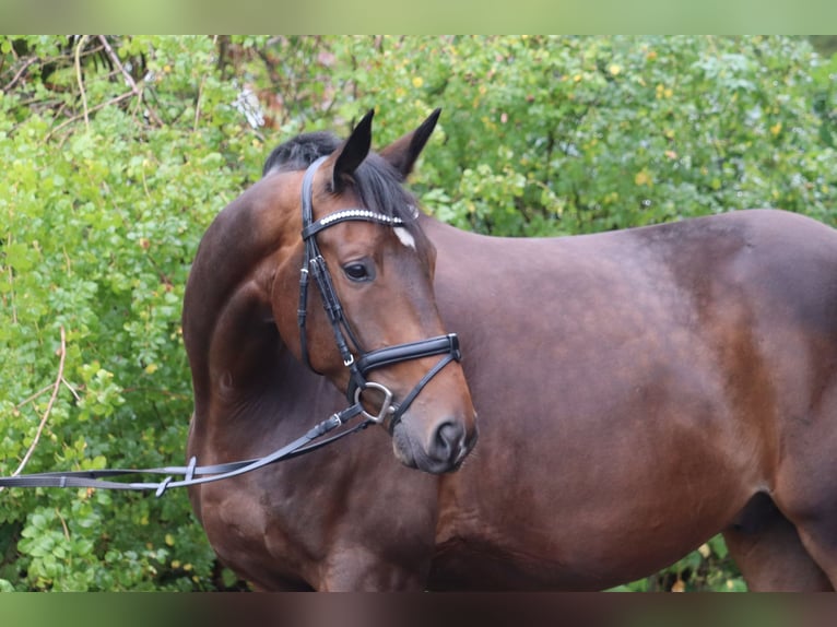 Trakehner Ruin 5 Jaar 171 cm Donkerbruin in Ahrensbök