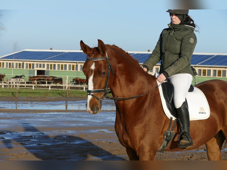Trakehner Ruin 5 Jaar 172 cm Donkere-vos in Ganschow