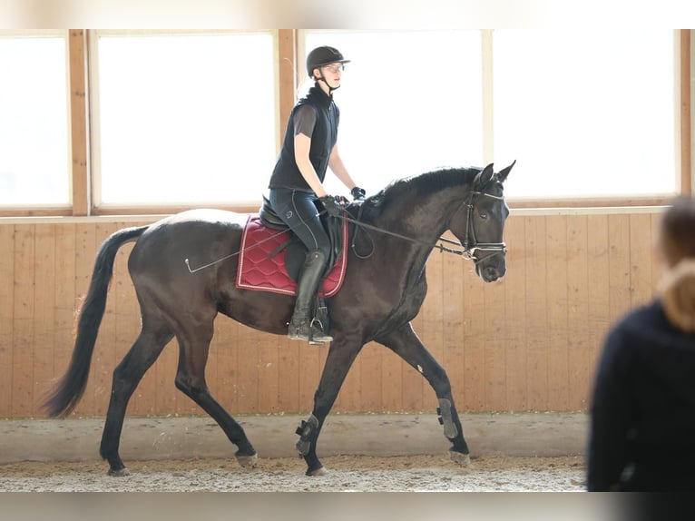 Trakehner Ruin 5 Jaar 174 cm Zwart in Bomlitz
