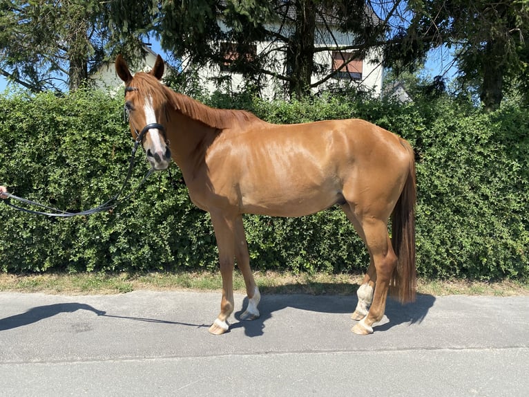 Trakehner Ruin 5 Jaar 175 cm Vos in Kamen
