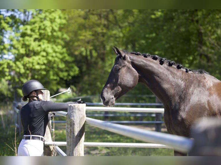 Trakehner Ruin 5 Jaar 176 cm Zwartbruin in Hamburg