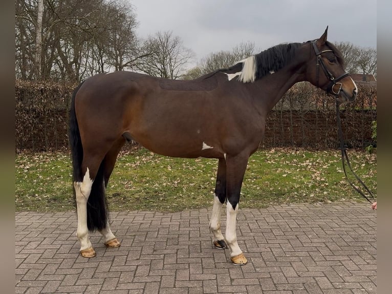 Trakehner Ruin 6 Jaar 163 cm Gevlekt-paard in Vechta
