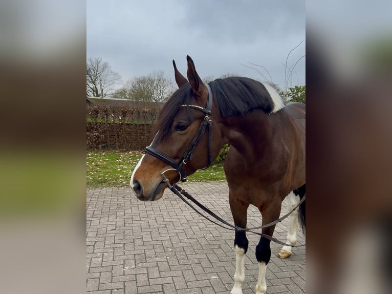 Trakehner Ruin 6 Jaar 163 cm Gevlekt-paard in Vechta