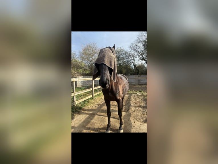 Trakehner Mix Ruin 6 Jaar 164 cm Zwart in Hannover