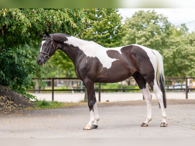 Trakehner Ruin 6 Jaar 166 cm  in Kaulille