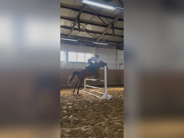 Trakehner Ruin 6 Jaar 166 cm Vos in Neuenhagen bei Berlin