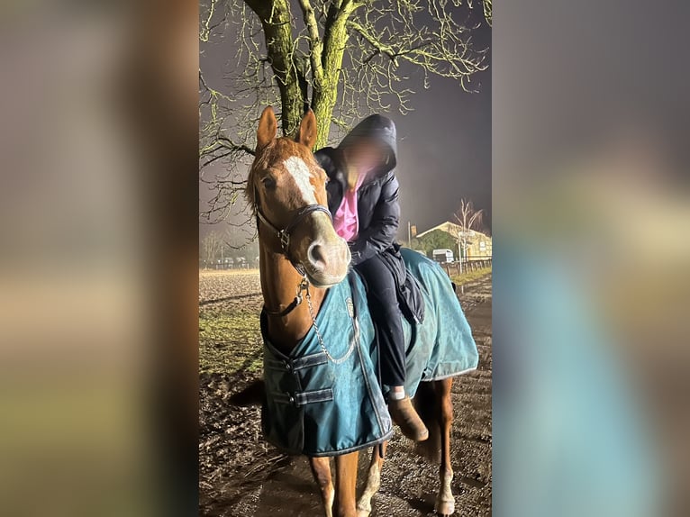 Trakehner Ruin 6 Jaar 166 cm Vos in Neuenhagen bei Berlin