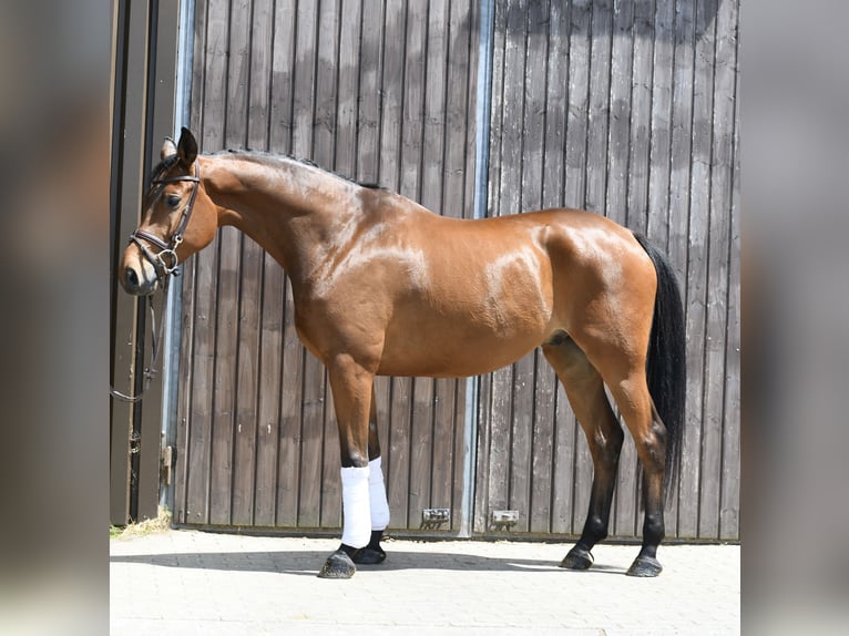 Trakehner Ruin 6 Jaar 167 cm Bruin in Geilenkirchen