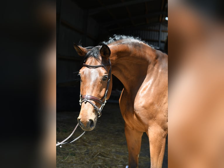 Trakehner Ruin 6 Jaar 167 cm Bruin in Geilenkirchen