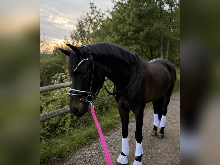 Trakehner Ruin 6 Jaar 167 cm Donkerbruin in Fritzens