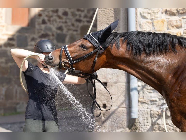 Trakehner Ruin 6 Jaar 168 cm Donkerbruin in Wolfhagen