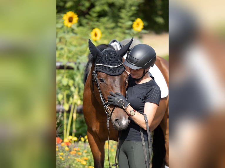 Trakehner Ruin 6 Jaar 168 cm Donkerbruin in Wolfhagen