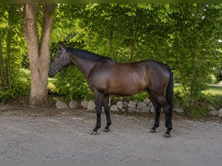 Trakehner Ruin 6 Jaar 169 cm Zwart in Eiselfing