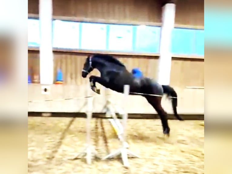 Trakehner Ruin 6 Jaar 169 cm Zwart in Eiselfing