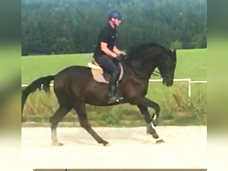 Trakehner Ruin 6 Jaar 169 cm Zwart in Eiselfing