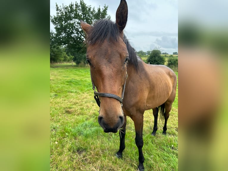 Trakehner Ruin 6 Jaar 170 cm Donkerbruin in Flensburg