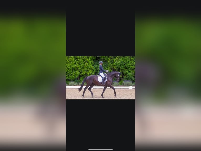 Trakehner Ruin 6 Jaar 170 cm Zwartbruin in Herborn