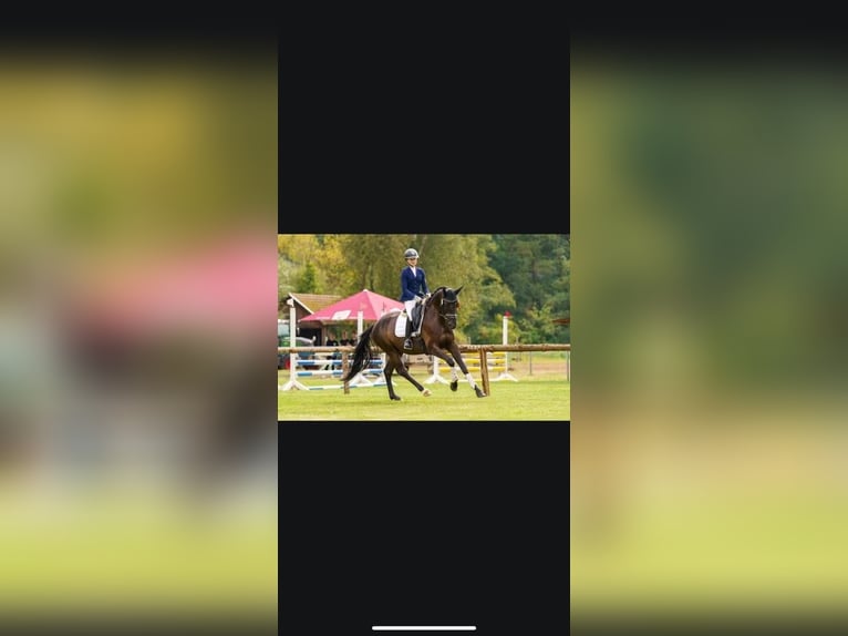 Trakehner Ruin 6 Jaar 170 cm Zwartbruin in Herborn