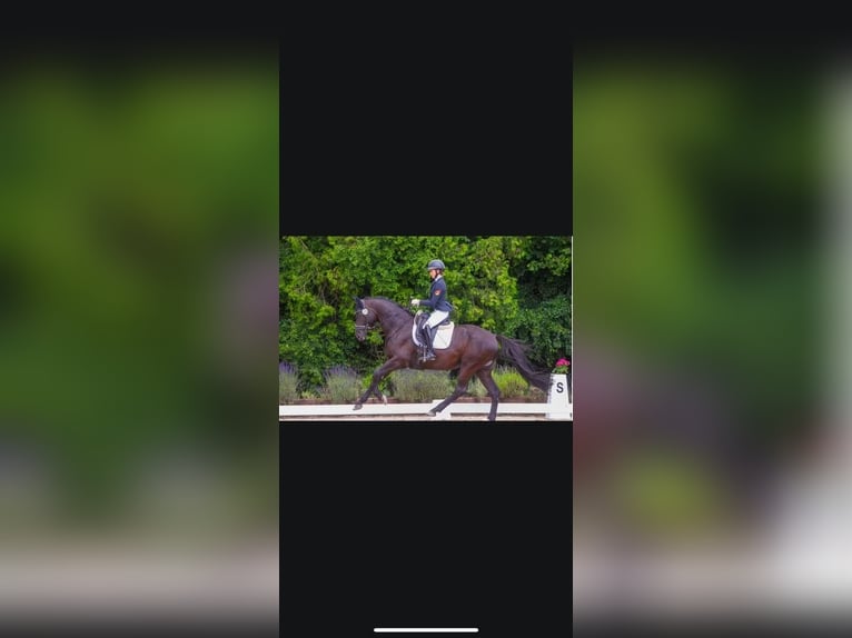 Trakehner Ruin 6 Jaar 170 cm Zwartbruin in Herborn