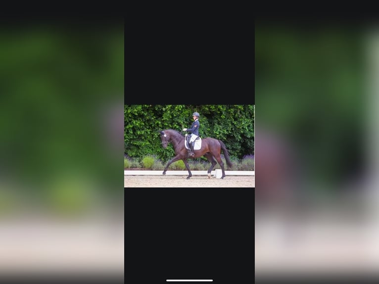 Trakehner Ruin 6 Jaar 170 cm Zwartbruin in Herborn