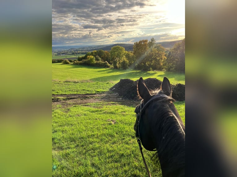 Trakehner Ruin 6 Jaar 171 cm Donkerbruin in Warendorf